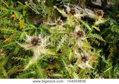Closeup of Spiniest Thistle (Cirsium spinosissimum) growing in the dry rocky areas at Grossglockner, Hohe Tauern National Park, Austria