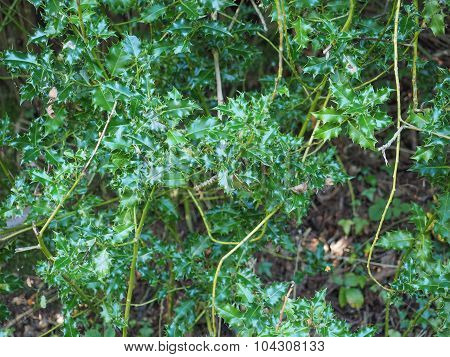 Holly Plant