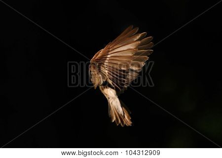 Early Morning Flight Of Female Pied Flycatcher