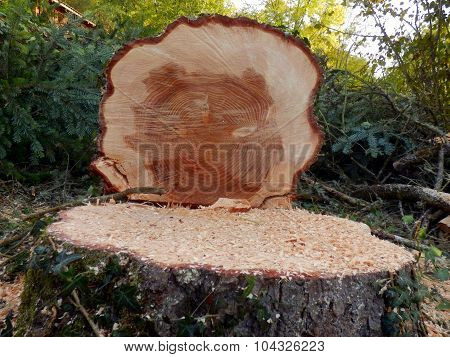 Felled European Spruce Tree