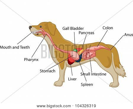 Illustration of digestive system of the dog anatomy
