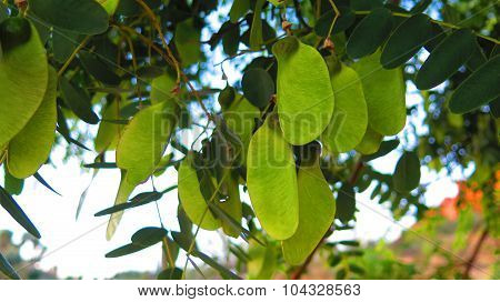 The South American Tipu Tree (tipuana Tipu).
