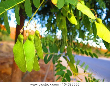 The South American Tipu Tree (tipuana Tipu).