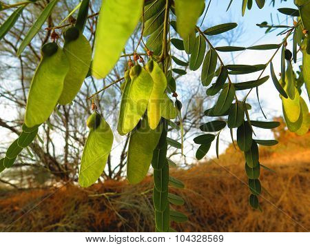 The South American Tipu Tree (tipuana Tipu).
