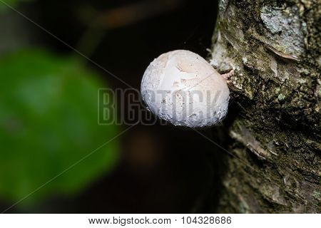 White mushroom growing on Silver Birch Tree