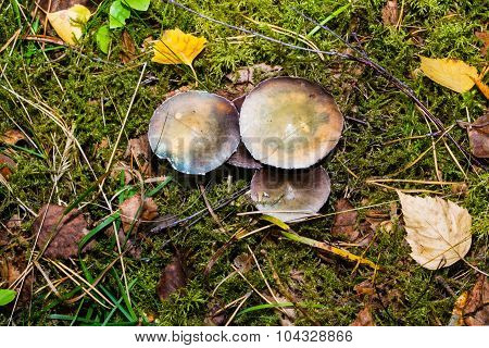 Mushrooms rotting on a forest floor
