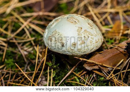 White Amanita muscaria mushroom close-up
