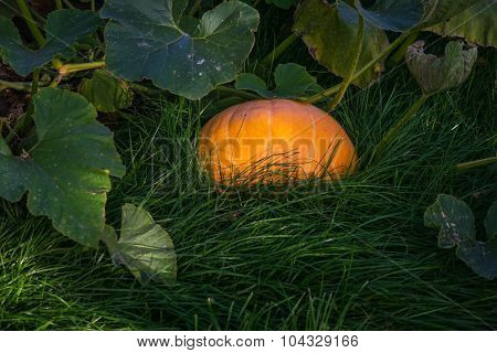 Pumpkin on vine in bed of grass
