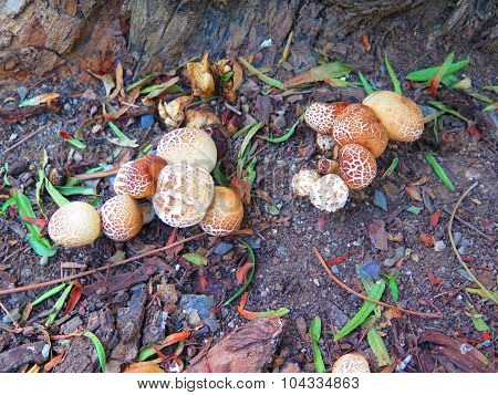 Puffball Mushrooms