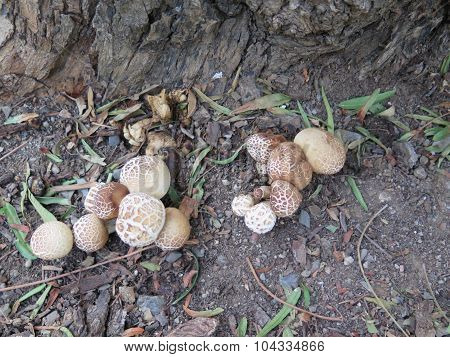 Puffball Mushrooms