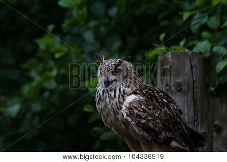 Bengal Eagle Owl (budo Bengalensis)