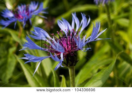 Centaurea Triumfettii, Common Names: Squarrose Knapweed, Is A Plant Belonging To The Genus Centaurea
