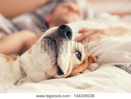 Lazy Beagle Lying In Bed With His Sleeping Owner