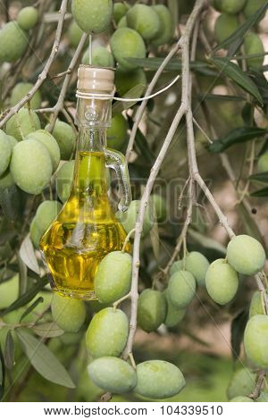 Oil Bottle On An Olive Tree