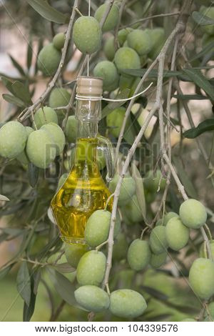 Oil Cruet On An Olive Tree