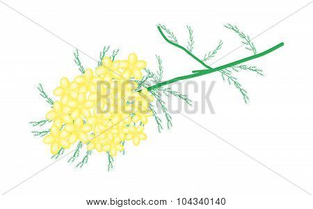 Yellow Yarrow Flowers Or Achillea Millefolium Flowers