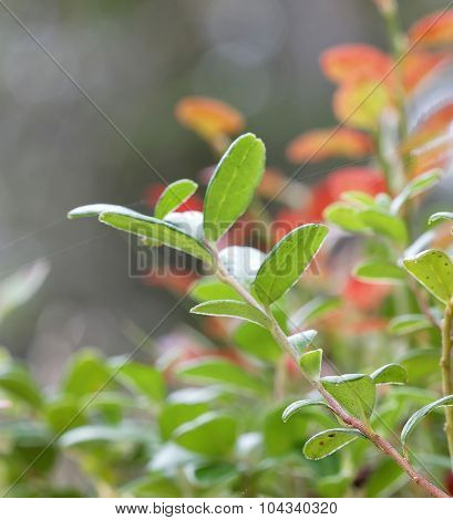 Closeup Of A Green Branch Of Lingon Berriy