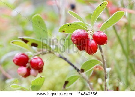 Closeup Of Two Branches Of Lingon Berriy