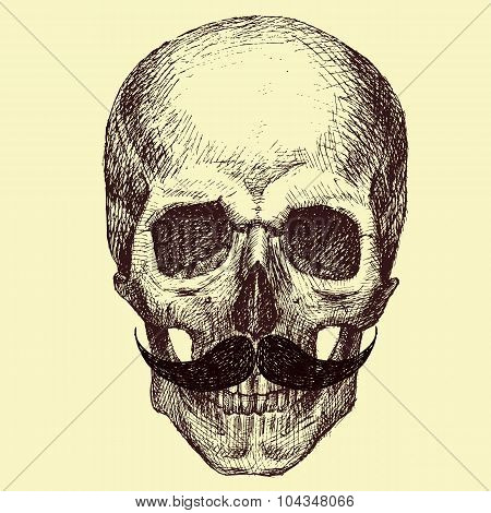 Vector Skull