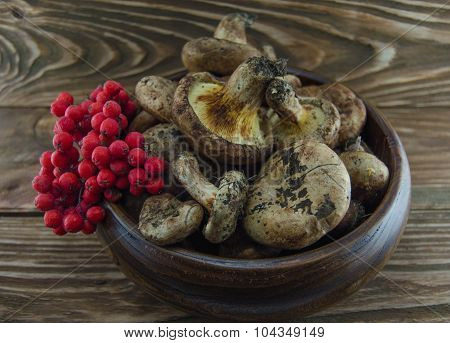 Mushrooms and rowan