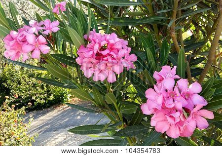 Blossoming Branch Of A Pink Oleander