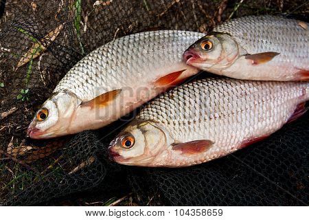 Several Of Roach Fish On The Withered Grass.