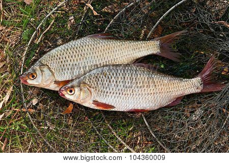Several Of Roach Fish On The Withered Grass.
