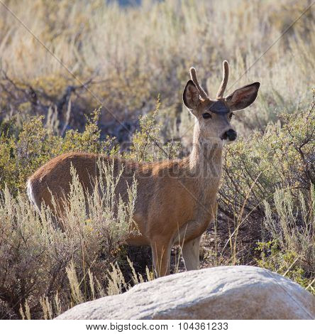 Young Buck Mule Deer