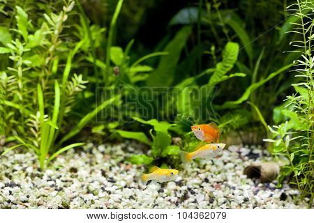 Aquarium Tropical Community