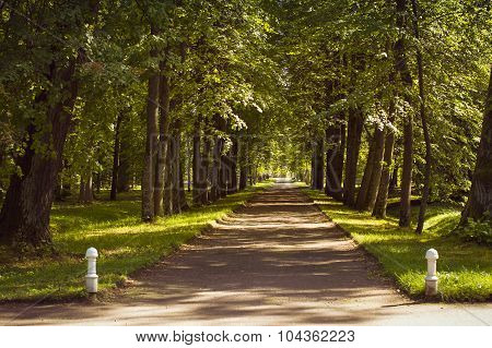 Cross alley in Oranienbaum