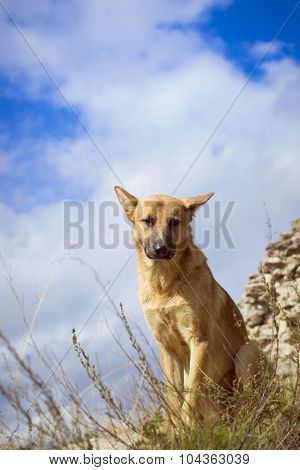 German shepherd guarding the ruins