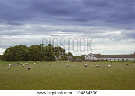 Sheep grazing in a green field, Toila, Estonia