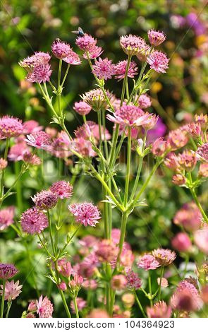 Masterwort (astrantia Major)