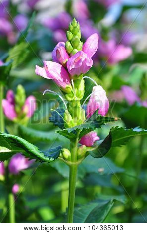 Red Turtlehead (chelone Obliqua)