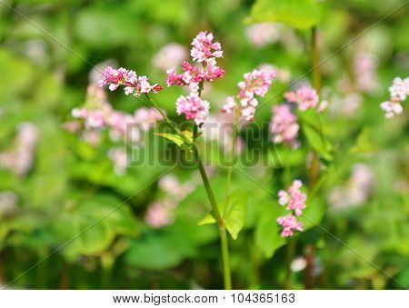 Buckwheat (fagopyrum Esculentum)