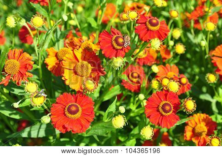 Helenium Flowers
