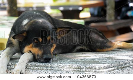 Black Dog Laying Down On Granite Chair