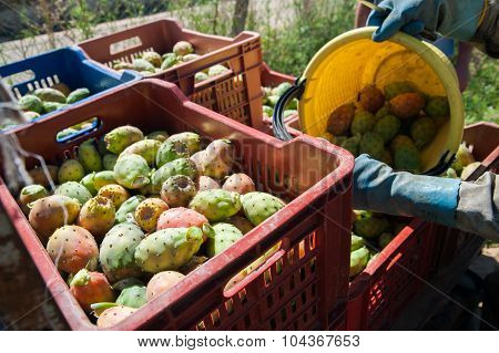 Harvest time
