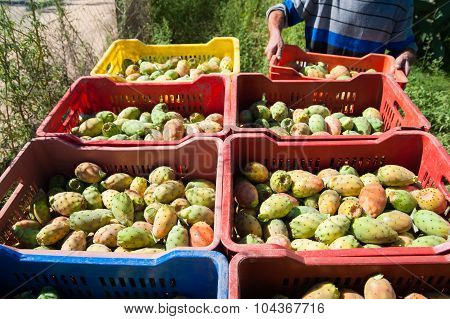 Harvest time