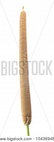 Lesser reedmace or cattail plant