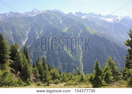 The mountain valley covered pine forest