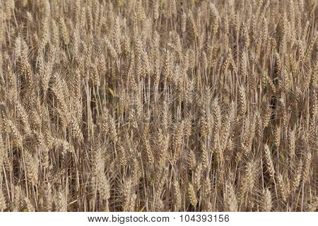Field Of Wheat, Chamarande, Essonne, France