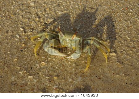 Krab