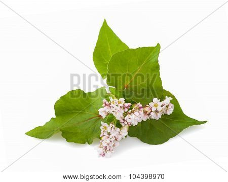 Buckwheat Flowers
