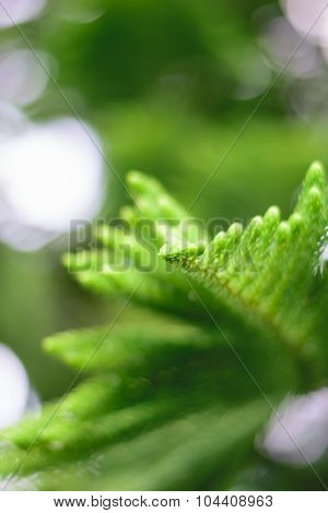 Nolfolk Island Pine