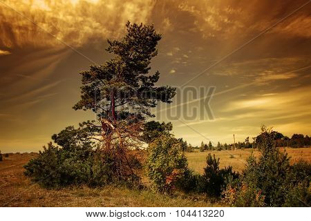 The Tree In The Meadow
