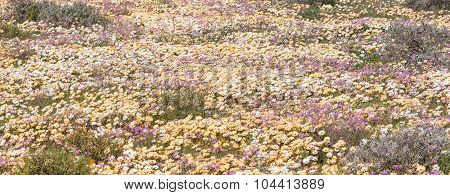 Sea Of White, Brown And Purple Wild Flowers