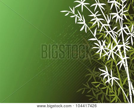 bamboo background