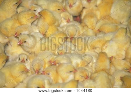 Přeplněný farma kuřat