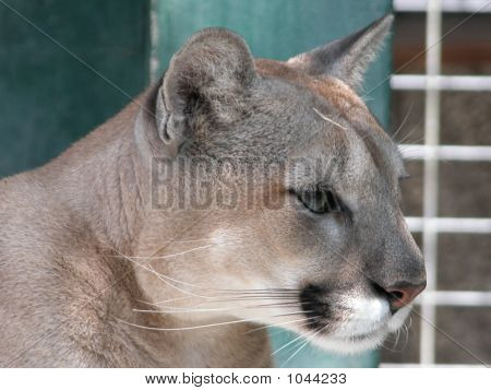 Big Cat